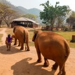 Elephant Nature Park. Que ver en Chiang Mai