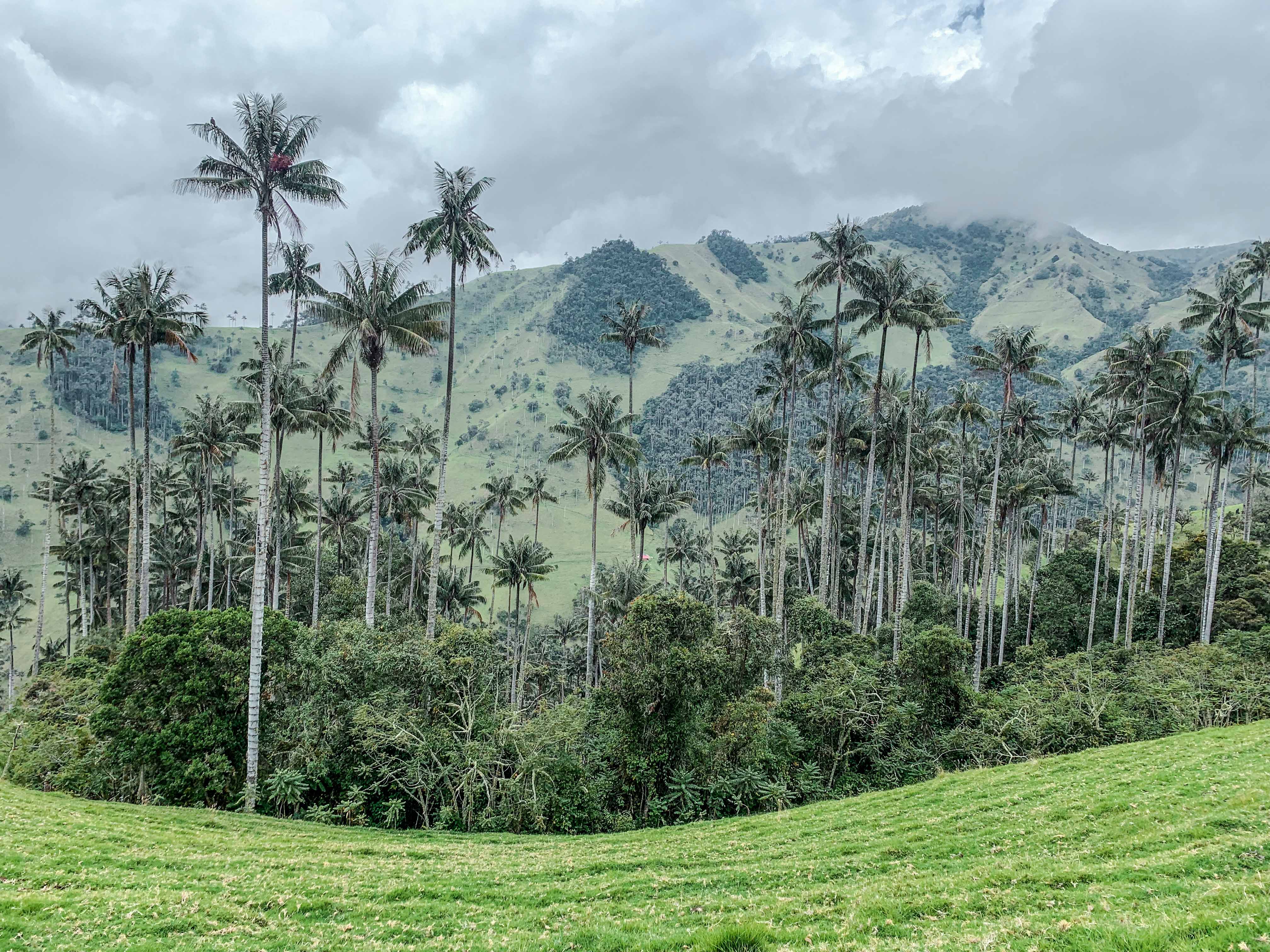 Foto de palmeras en el Eje Cafetero en Colombia