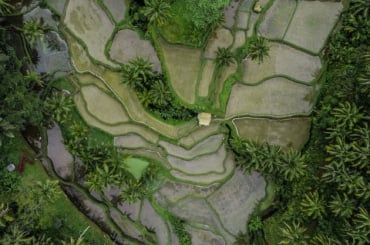 terraza de arroz