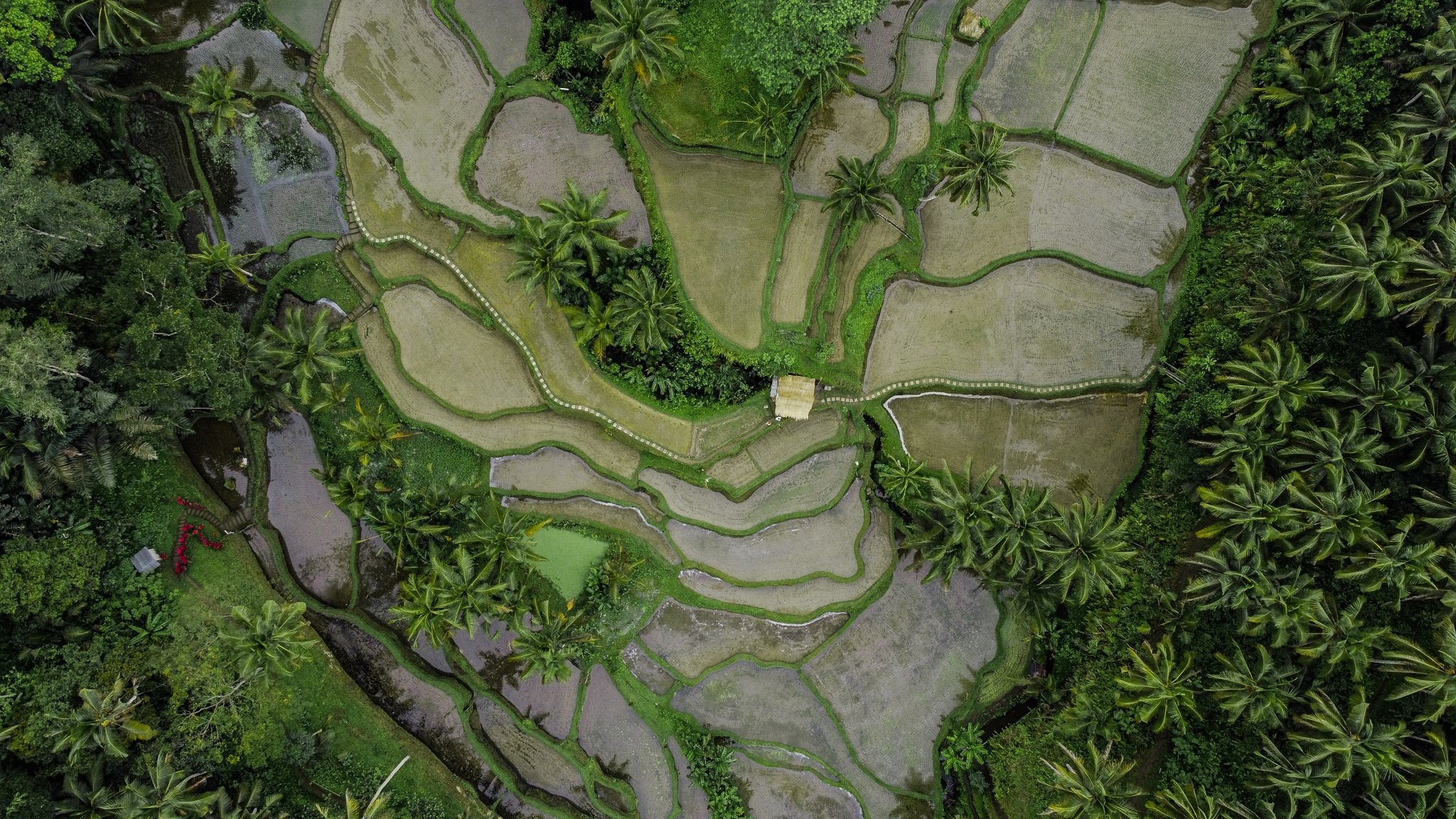 Las 25 mejores cosas qué ver en Ubud, Bali