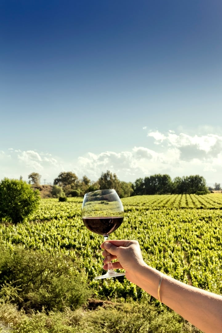 Mano sosteniendo una copa en viñedo de Mendoza, Argentina.