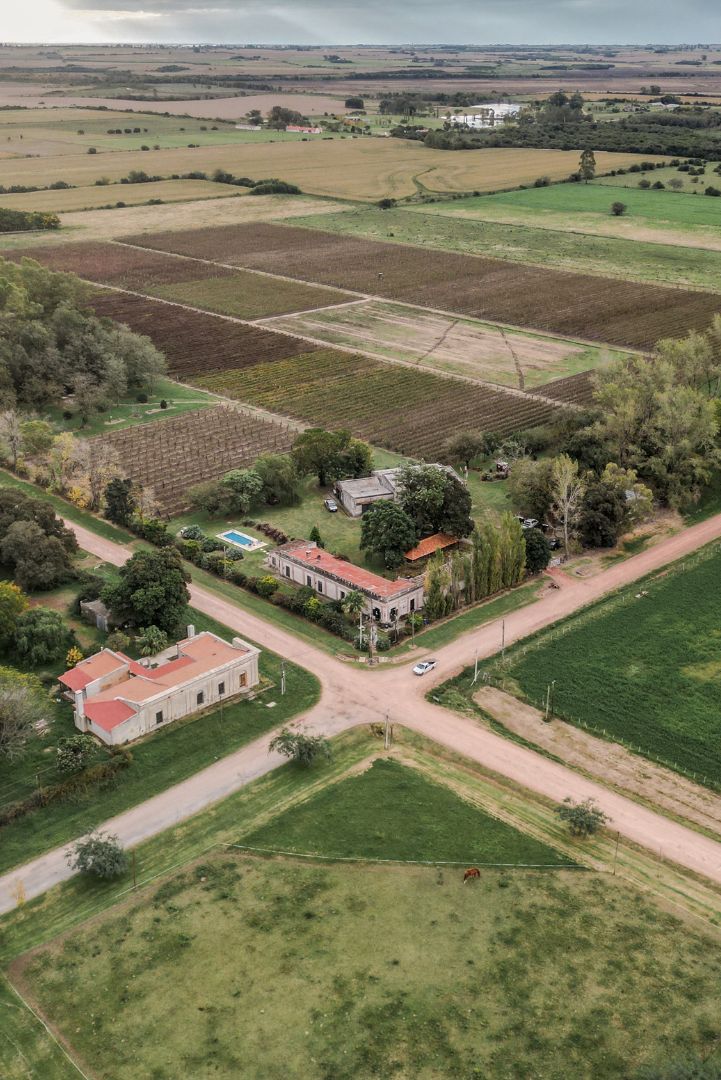 Foto de drone mostrando los viñedos de Carmelo, Uruguay.