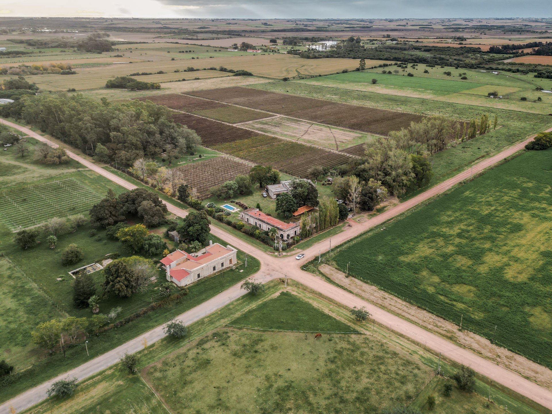Foto de drone mostrando los viñedos de Carmelo, Uruguay.