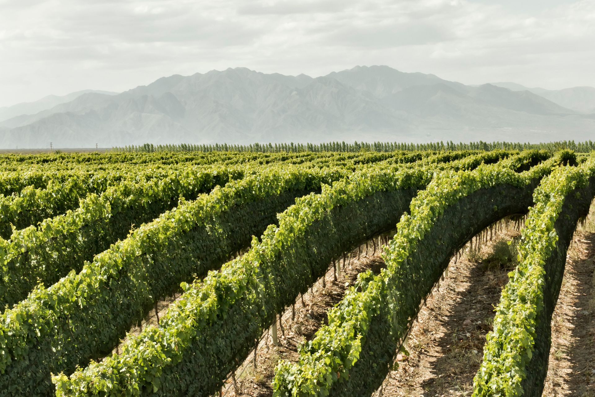 Viñedos del Valle de Uco en Mendoza, Argentina.