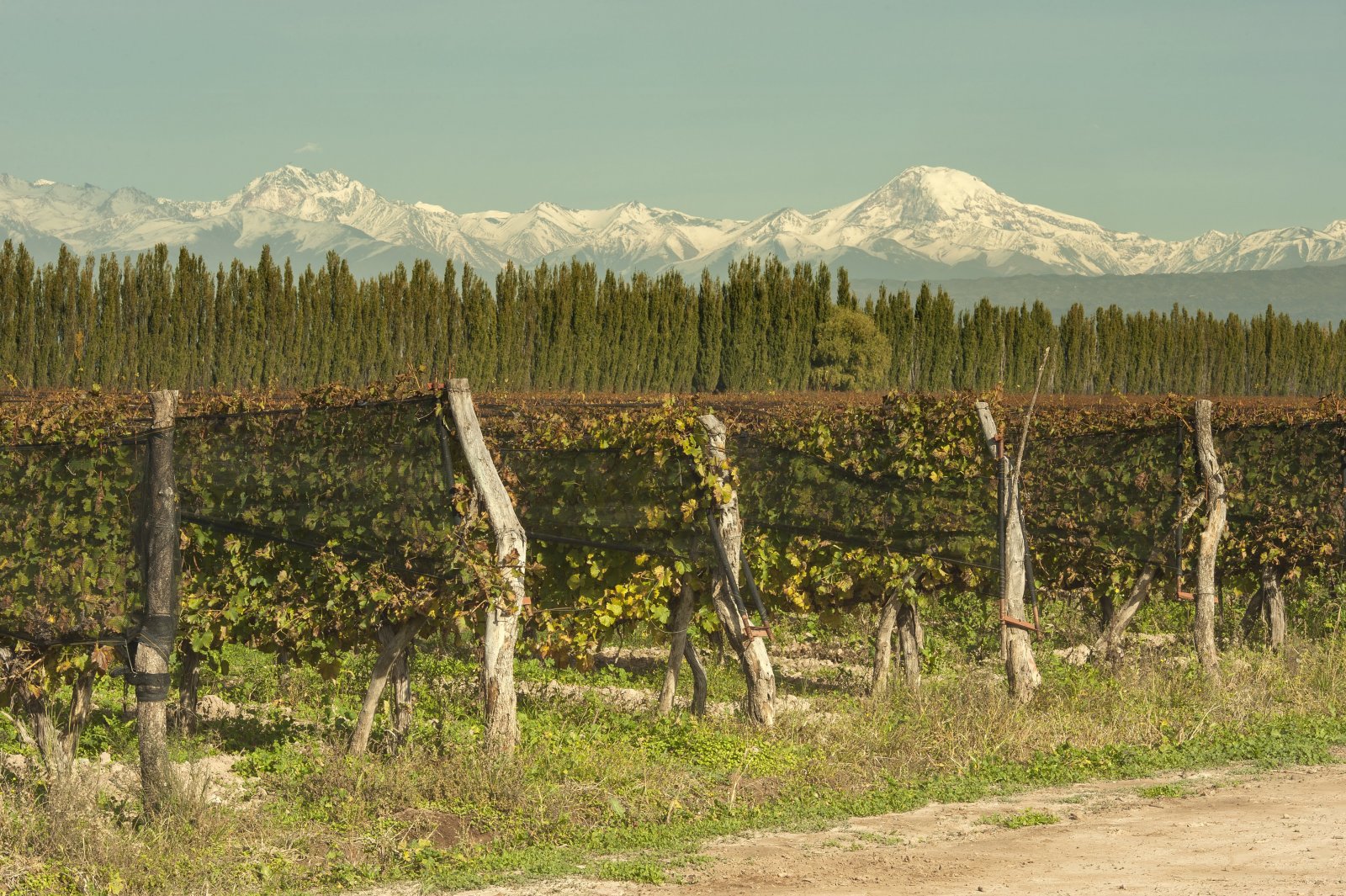 Paisaje de bodegas de Luján de Cuyo, Argentina.