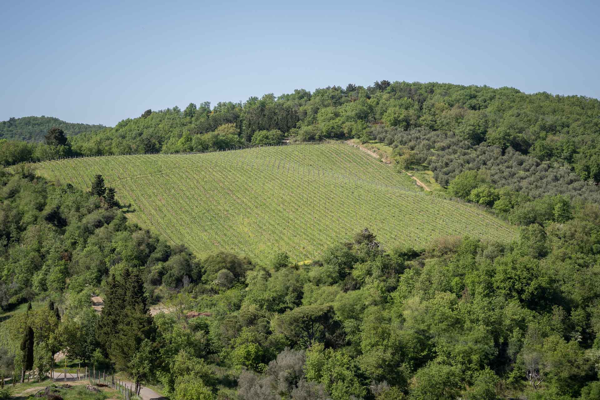 Viñedos y bosques en las colinas del Chianti, Toscana